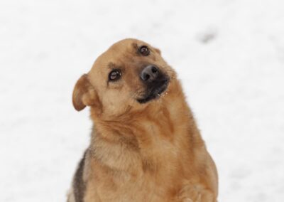 Varya-3-year-old medium girl- Ukraine war dog-arrival 6 March