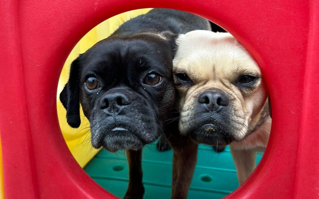 Reserved: UK Surrender: Fred & Wilma- bonded Puggle 4,5 years old brother & sister- Reduced Fees
