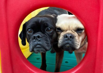 Reserved: UK Surrender: Fred & Wilma- bonded Puggle 4,5 years old brother & sister- Reduced Fees