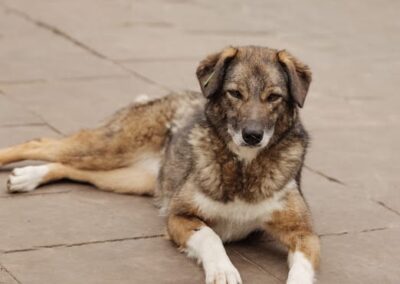 Binky-3-year-old girl- medium (knee size)- Ukraine war dog-arrival 6 March