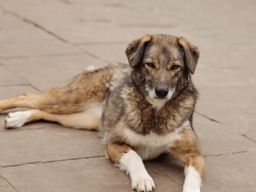 Binky-3-year-old girl- medium (knee size)- Ukraine war dog-arrival 6 March