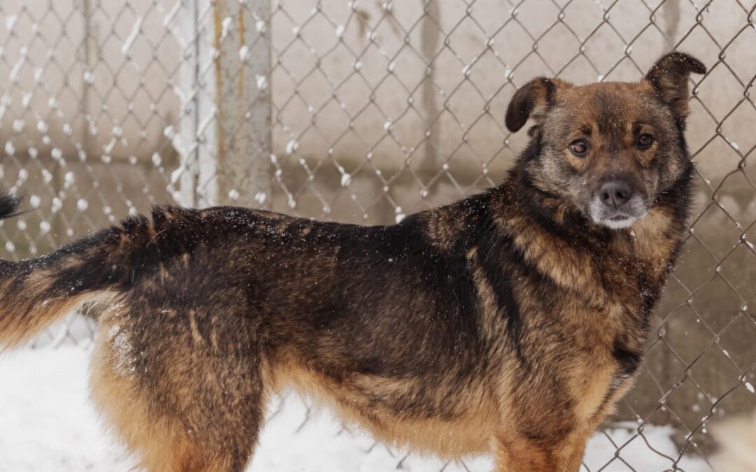 Mona- 3-year-old girl- medium (knee size)- Ukraine war dog-arrival 6 March