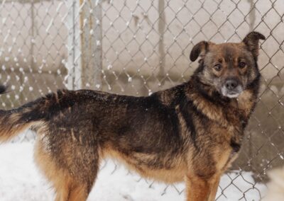 Mona- 3-year-old girl- medium (knee size)- Ukraine war dog-arrival 6 March