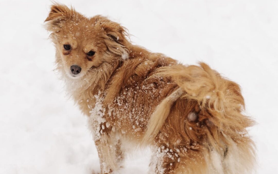 Reserved: Zabka-1,5-year-old girl-small- Ukraine war dog-arrival 6 March