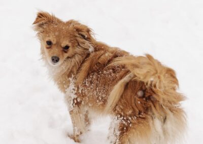 Reserved: Zabka-1,5-year-old girl-small- Ukraine war dog-arrival 6 March