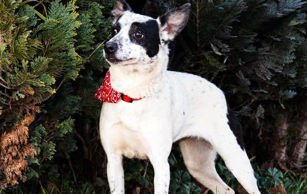 Reserved: Lottie-4-year-old girl- low medium (below the knee)- Ukraine war dog-arrival 6 March