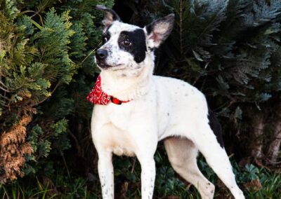 Reserved: Lottie-4-year-old girl- low medium (below the knee)- Ukraine war dog-arrival 6 March