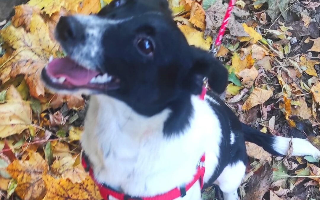 Reserved:Matilda-10 months old girl-lower medium (below the knee)- Ukraine war dog-arrival 6 March