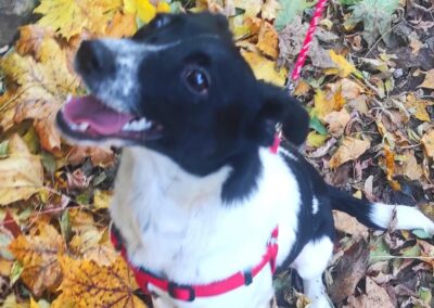 Reserved:Matilda-10 months old girl-lower medium (below the knee)- Ukraine war dog-arrival 6 March