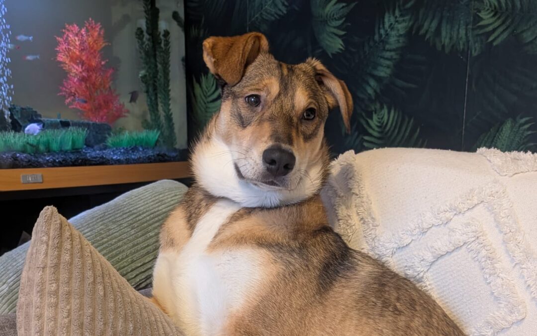 Reserved: UK Based: Diana (Wakefield WF5)- sweet and social  8 month old girl- medium