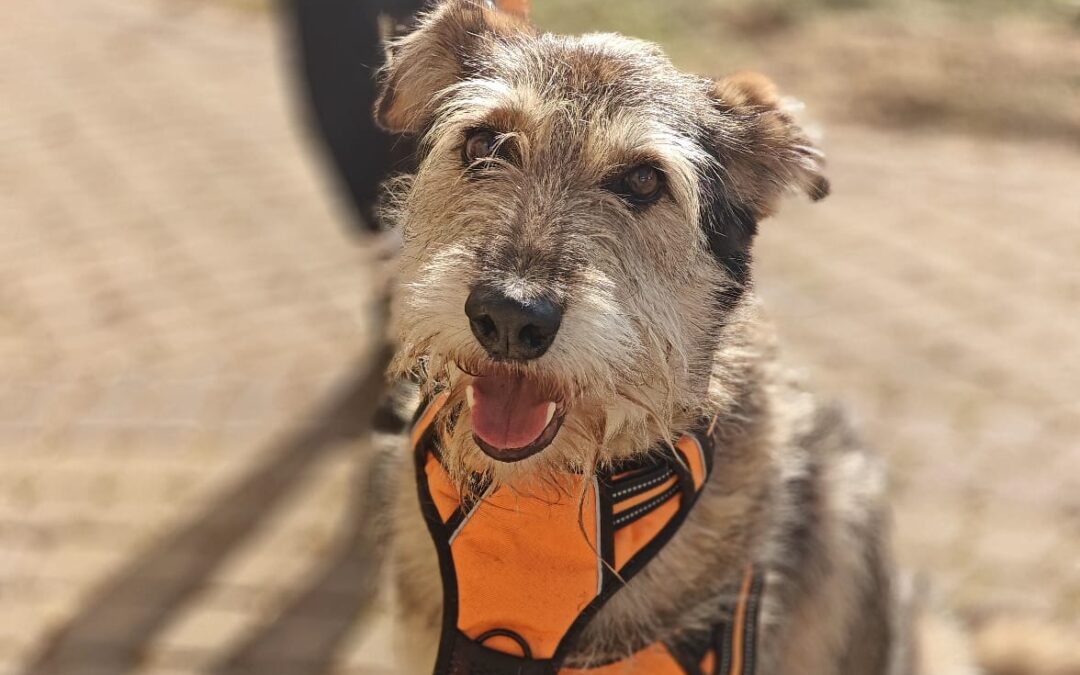 URGENT FOSTER: Oxy-6,5 year old girl -upper-medium- Ukraine war dog-arrival 6 March