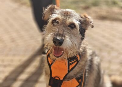 URGENT FOSTER: Oxy-6,5 year old girl -upper-medium- Ukraine war dog-arrival 6 March