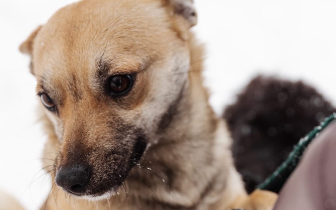 Reserved: Leesa-1,5 year old girl, small in size- Ukraine war dog-arrival 6 March