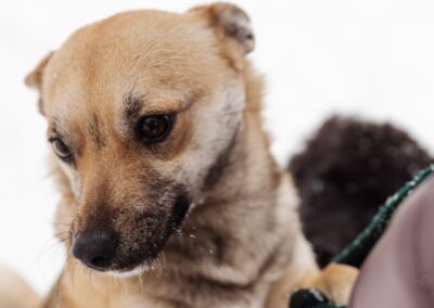 Reserved: Leesa-1,5 year old girl, small in size- Ukraine war dog-arrival 6 March