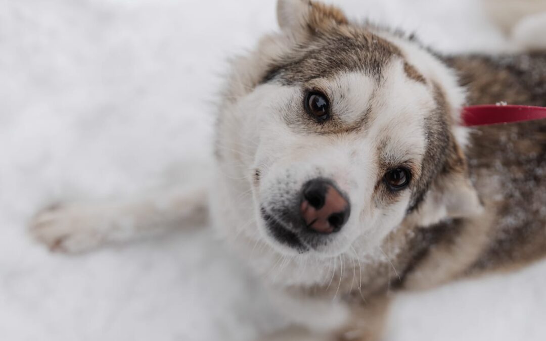 Resrrved: Gracy-3 year old girl -lower-medium, much lower the knee- Ukraine war dog-arrival 6 March