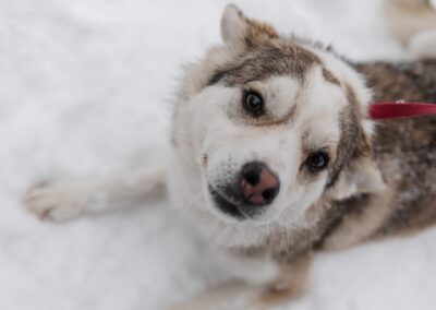 Resrrved: Gracy-3 year old girl -lower-medium, much lower the knee- Ukraine war dog-arrival 6 March