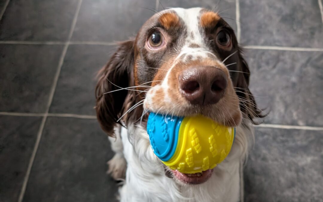 URGENT: Foster or Adopt: UK Surrender (Gainsborough, DN21): Tommy- 2 years old male English Springer Spaniel-Reduced Fees