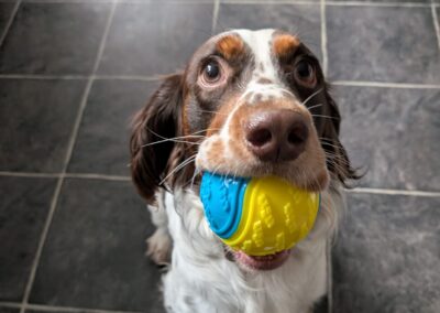 URGENT: Foster or Adopt: UK Surrender (Gainsborough, DN21): Tommy- 2 years old male English Springer Spaniel-Reduced Fees