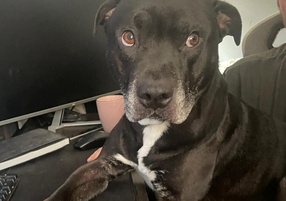 URGENT Foster or Adopt: UK Surrender(Worthing, BN11): Po-5-year-old Shar Pei cross Staffy-Reduced fees