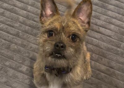 UK Surrender (Burton on Trent DE15): Ronnie- 1 yo small male  (Chorkie x French Bulldog)