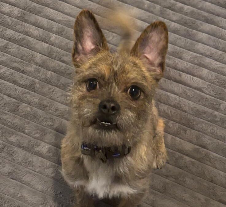 UK Surrender (Burton on Trent DE15): Ronnie- 1 yo small male  (Chorkie x French Bulldog)