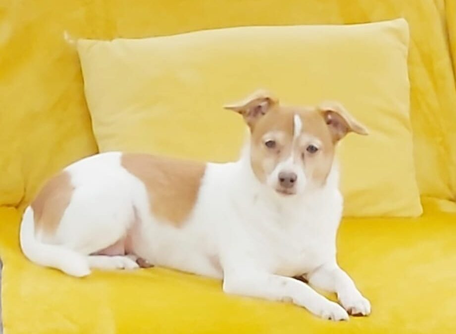 URGENT FOSTER NEEDED:UK Surrender(Paignton, TQ3): Poppy- very small, likely Jack Russell cross-7 year old girl