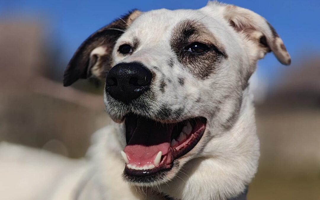 UK Based (Folkestone): Pliamka- 9 month-old bobtail girl- medium size