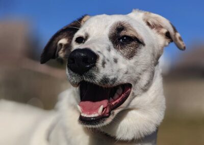 UK Based (Folkestone): Pliamka- 9 month-old bobtail girl- medium size