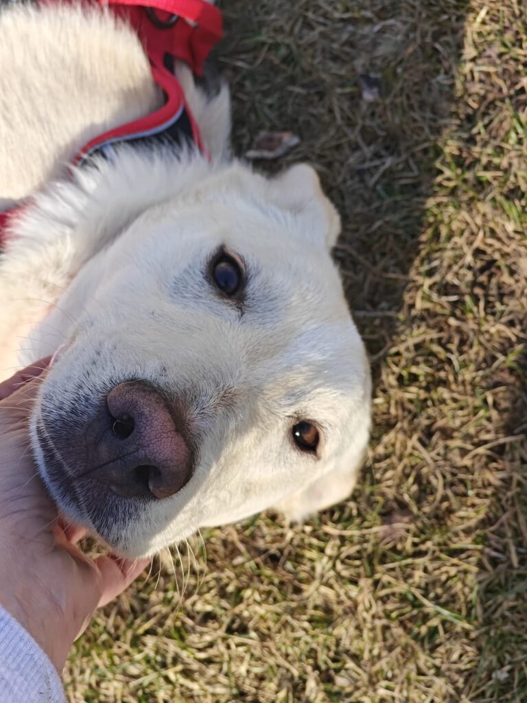 Morozko, a 9 months old male Unknown available for adoption from Paws Help in Staffordshire