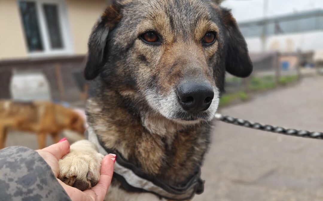 STILL HOPING:Binky-3-year-old girl- medium (knee size)- Ukraine war dog-arrival 16 May