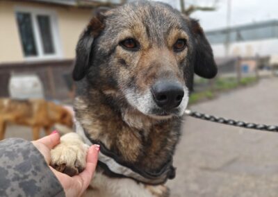 STILL HOPING:Binky-3-year-old girl- medium (knee size)- Ukraine war dog-arrival 29 May