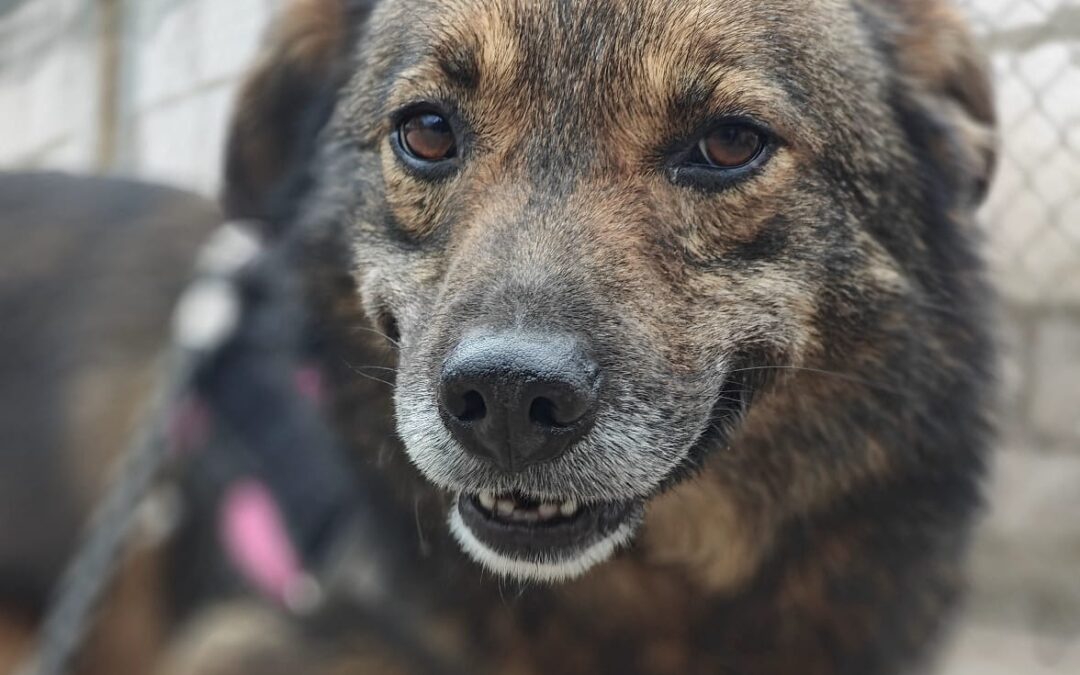 STILL WAITING: Mona- 3-year-old girl- medium (knee size)- Ukraine war dog-arrival 15 May