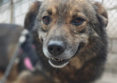 STILL WAITING: Mona- 3-year-old girl- medium (knee size)- Ukraine war dog-arrival 26 June