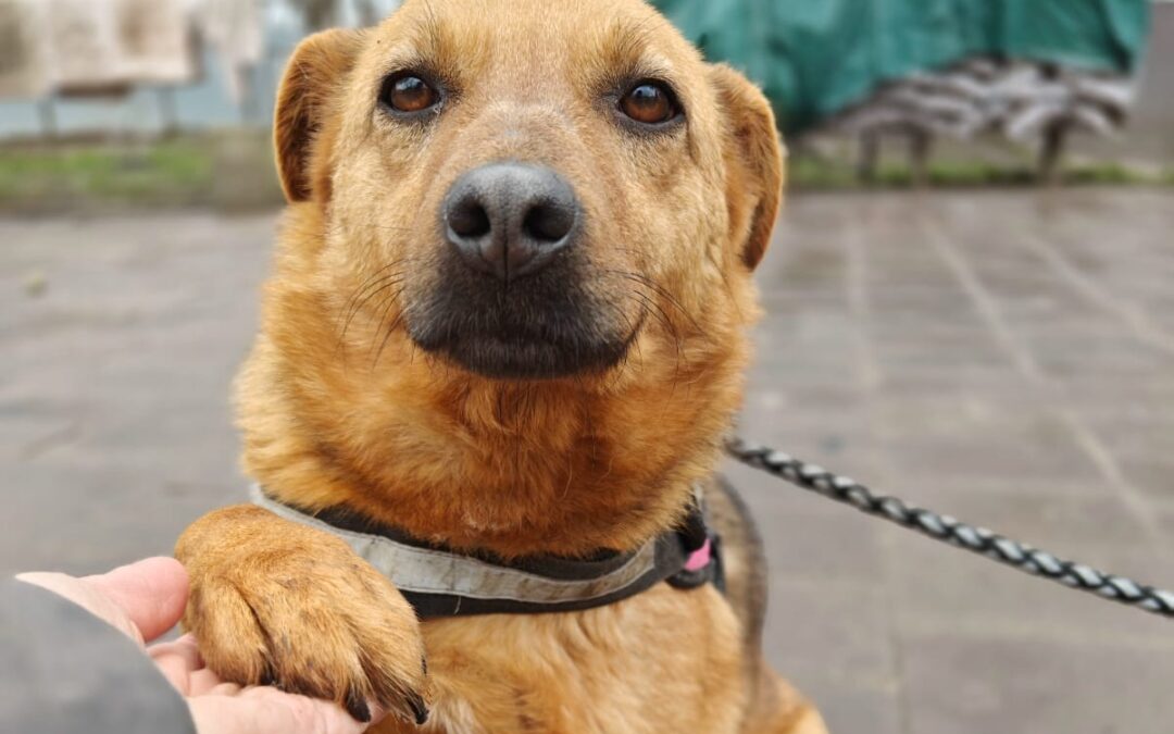 STILL WAITING HER TURN : Varya-3-year-old medium girl- Ukraine war dog-arrival 15 May