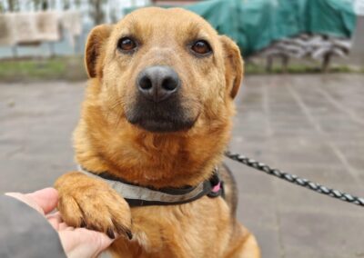 STILL WAITING HER TURN : Varya-3-year-old medium girl- Ukraine war dog-arrival mid-August