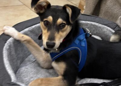 URGENT FOSTER NEEDED: UK Based (Daventry, NN11): Gita- Gentle and Loving– 8 months old -lower-medium girl