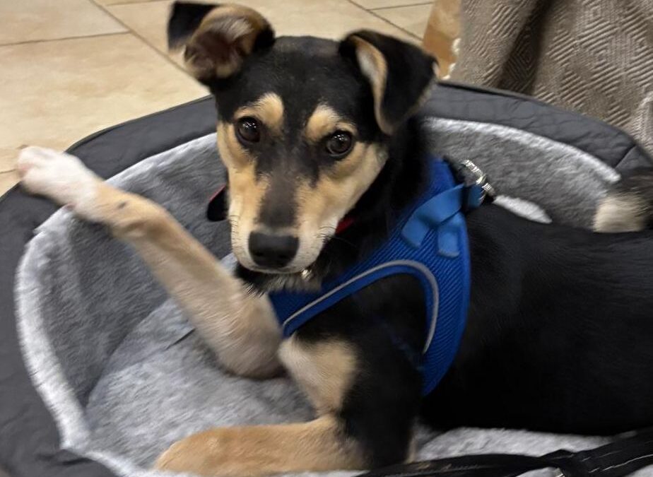 URGENT FOSTER NEEDED: UK Based (Daventry, NN11): Gita- Gentle and Loving– 8 months old -lower-medium girl