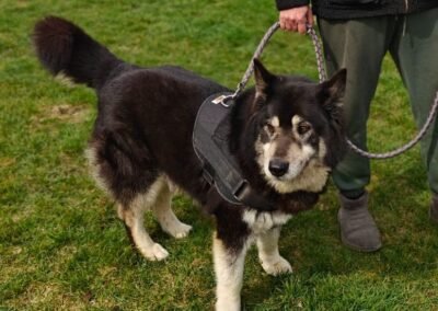 Reserved: UK BASED (East Sussex BN) : Malik- Noble Wisdom- 7,5-year-old Large boy- Malamute or cross
