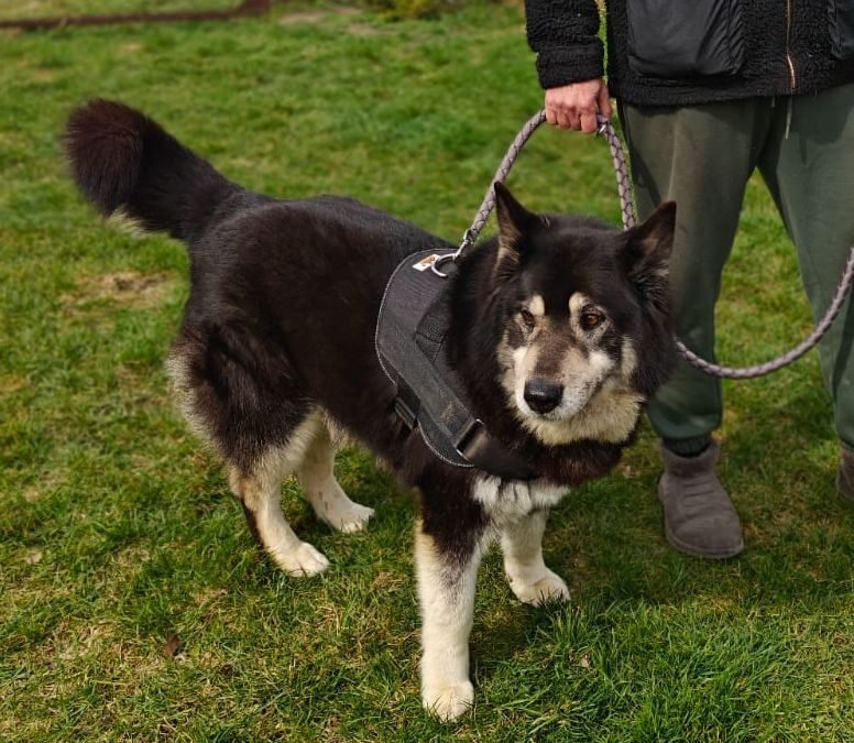 Reserved: UK BASED (East Sussex BN) : Malik- Noble Wisdom- 7,5-year-old Large boy- Malamute or cross