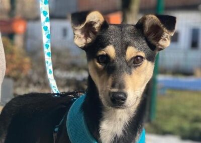 Gita- 8 months old -lower-medium girl- Ukraine war dog-arrival 27 March