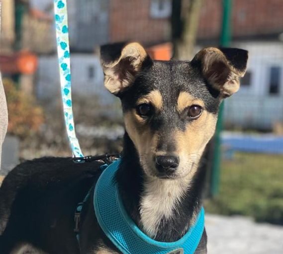 Gita- 8 months old -lower-medium girl- Ukraine war dog-arrival 27 March