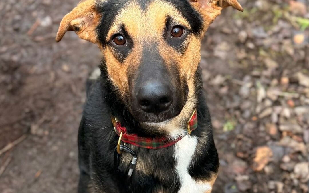 URGENT:UK Based (Surrey GU22 ): Bruno- 13 month-old boy- Large size