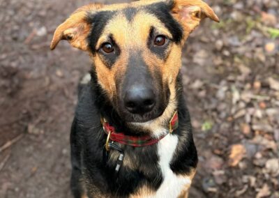 URGENT:UK Based (Surrey GU22 ): Bruno- 13 month-old boy- Large size