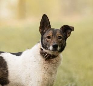 Mary- 5 year old low-medium (knee size) girl- Ukraine war dog-arrival 27 March