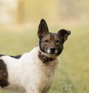 Mary- 5 year old low-medium (knee size) girl- Ukraine war dog-arrival 27 March