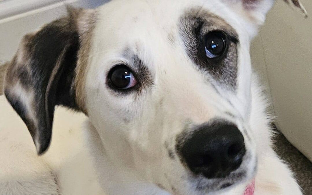 OVERLOOKED: UK Based (Folkestone, CT19): Pliamka Is Everything You Can Hope-  10 month-old bobtail girl- medium size