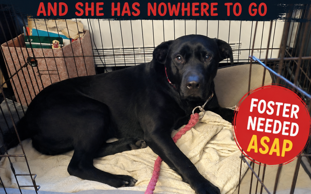 URGENT: Time Is Running Out- UK Based (Cornwall):Nicol- 3-year-old girl-Labrador cross- medium/upper-medium size- REDUCED FEES
