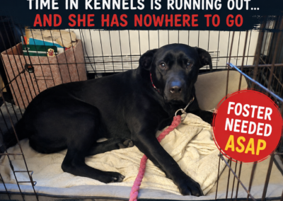 URGENT: Time Is Running Out- UK Based (Cornwall):Nicol- 3-year-old girl-Labrador cross- medium/upper-medium size- REDUCED FEES