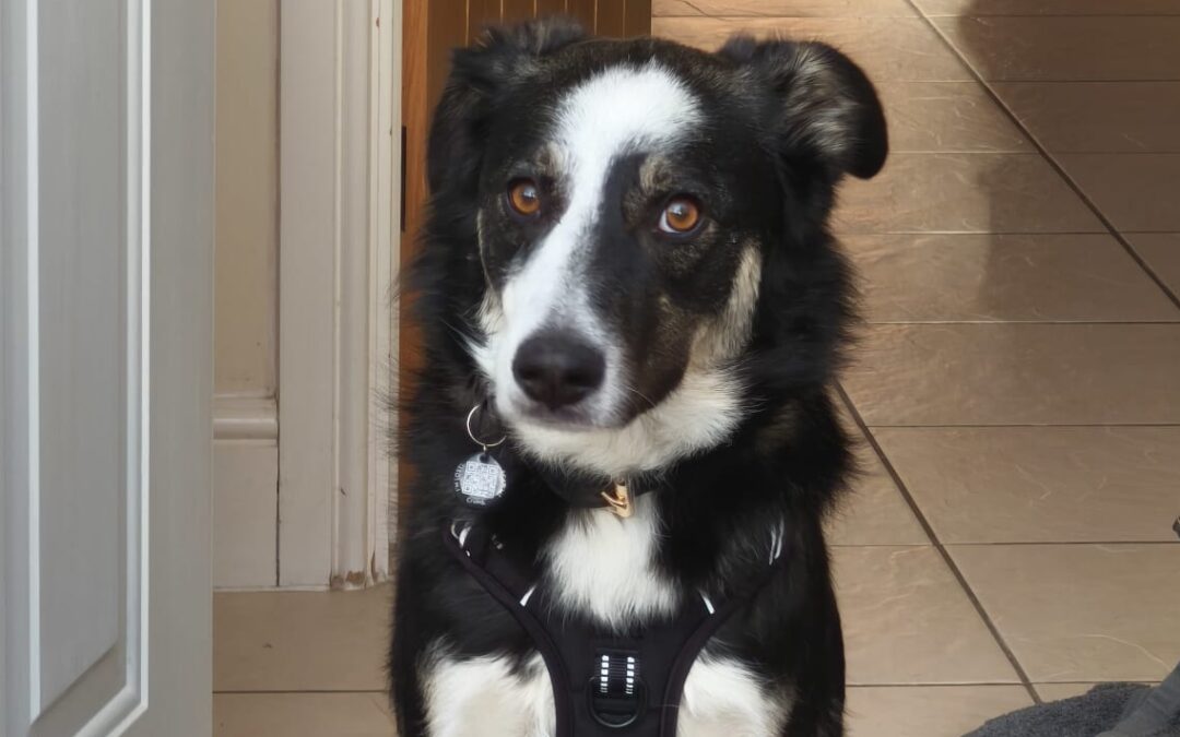 FOSTER or ADOPT: UK Based (South Derbyshire): Max-14-month-old medium-sized boy- Reduced Fee