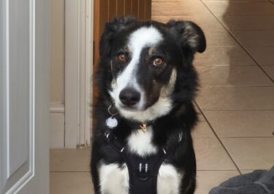 FOSTER or ADOPT: UK Based (South Derbyshire): Max-14-month-old medium-sized boy- Reduced Fee